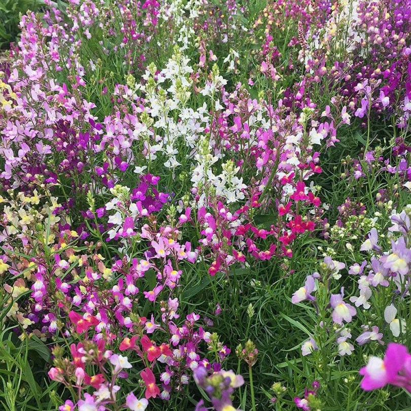 Marokkói gyújtoványfű Északi Fény Mix - Linaria maroccana, Linaria maroccana, virág